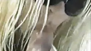 படுக்கையில் நக்கும் பெண்கள். இலவச சிற்றின்ப படங்கள்